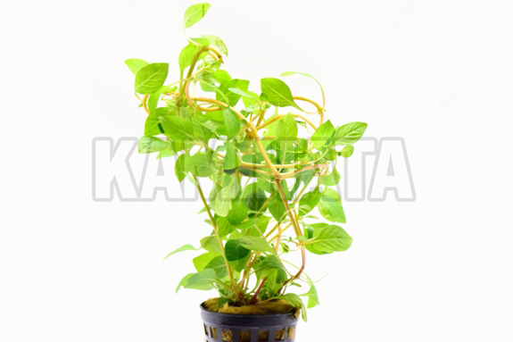 ルドウィジア パルストリス レッド