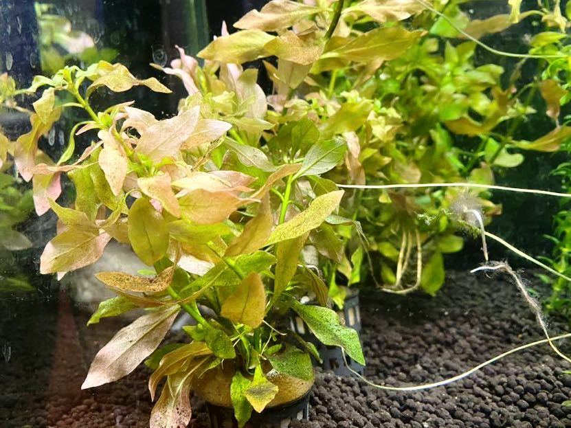 ルドウィジア ペルヴィアーナ