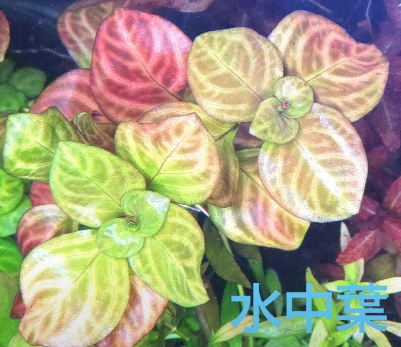 ルドウィジア ミュラティーチャイナ