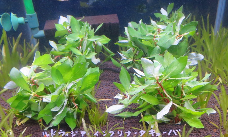 ルドウィジア ムルレルティ