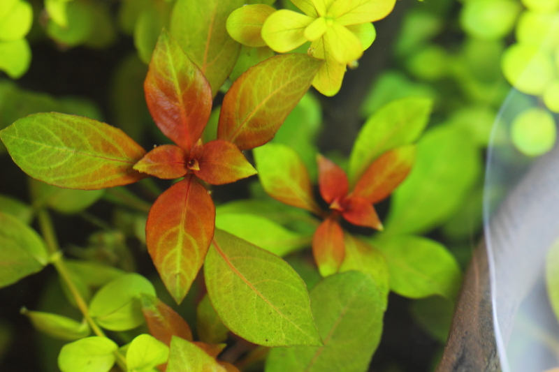 ルドウィジア レペンス ルビン