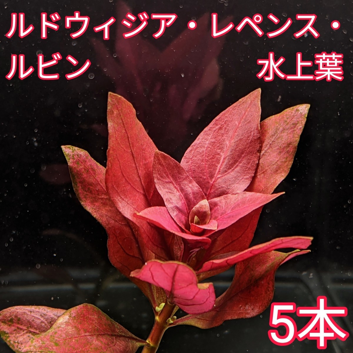 ルドウィジア レペンス