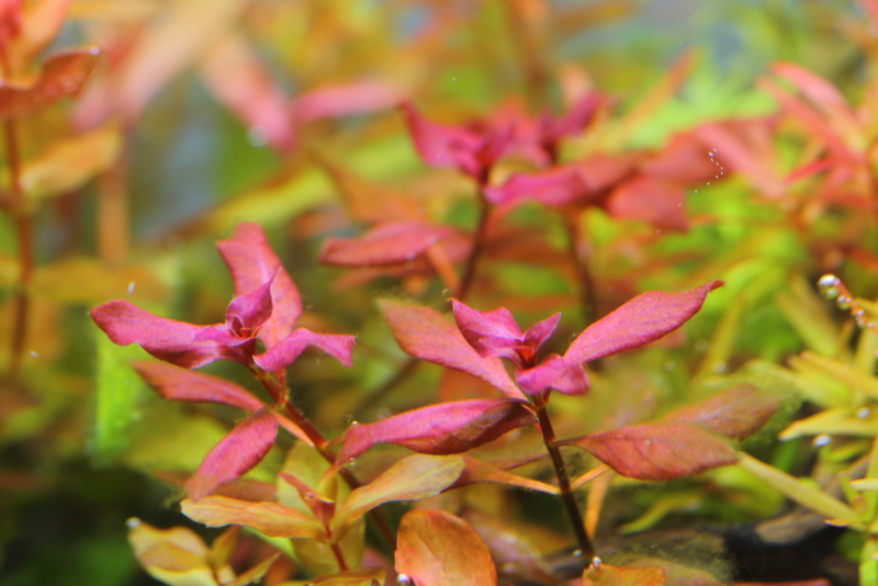 ルドウィジア sp. スーパーレッド