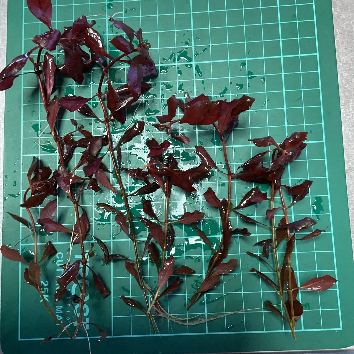 ルドヴィジア スーパーレッド 'ボンサイ'