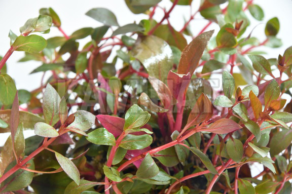 レイアウトプランツ 赤系