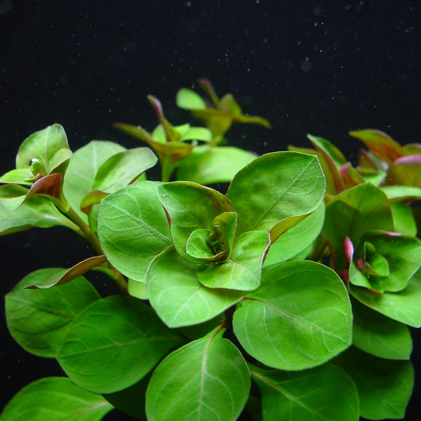 レッド ルドウィジア