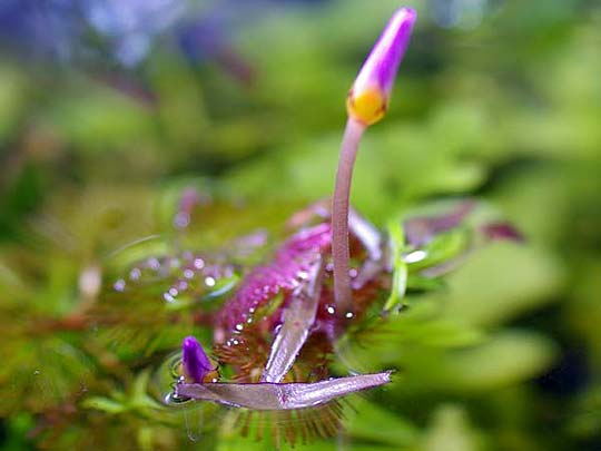 レッドカボンバ