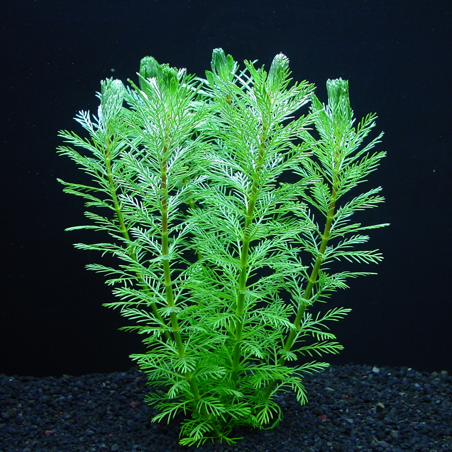 レッドミリオフィラム