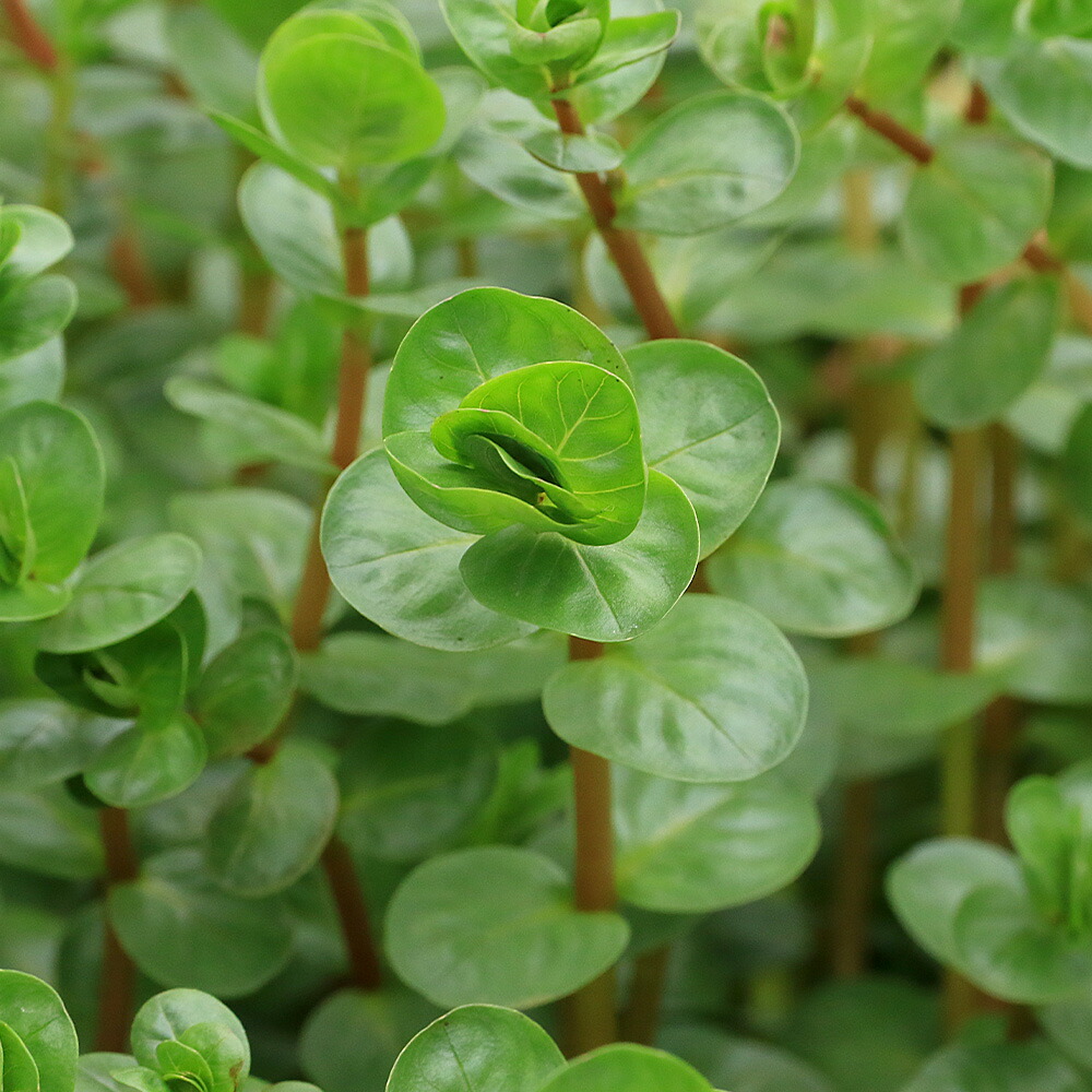 ロタラ アッサム