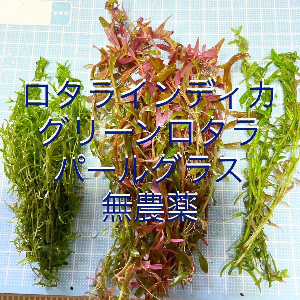 ロタラ インディカ