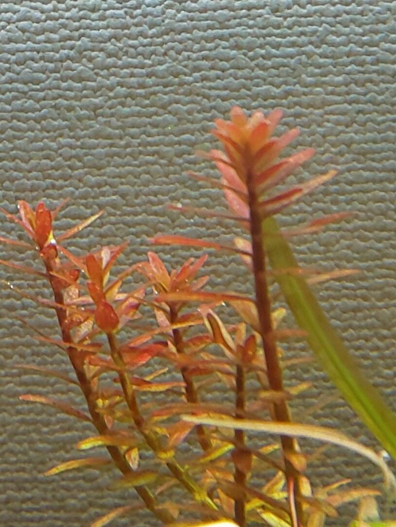 ロタラ オレンジジュース