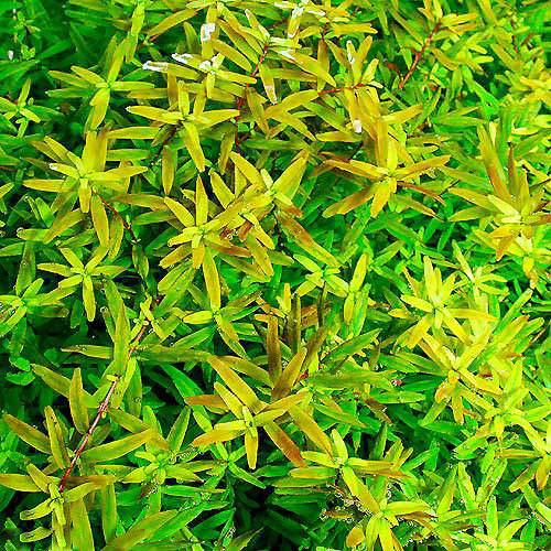 ロタラ セイロン