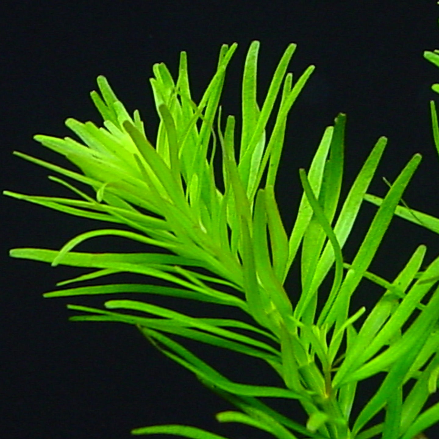 ロタラ ナンセアン