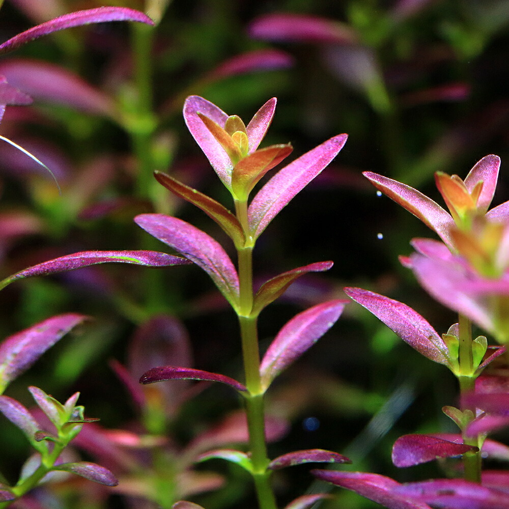 ロタラ フロリダサンセット