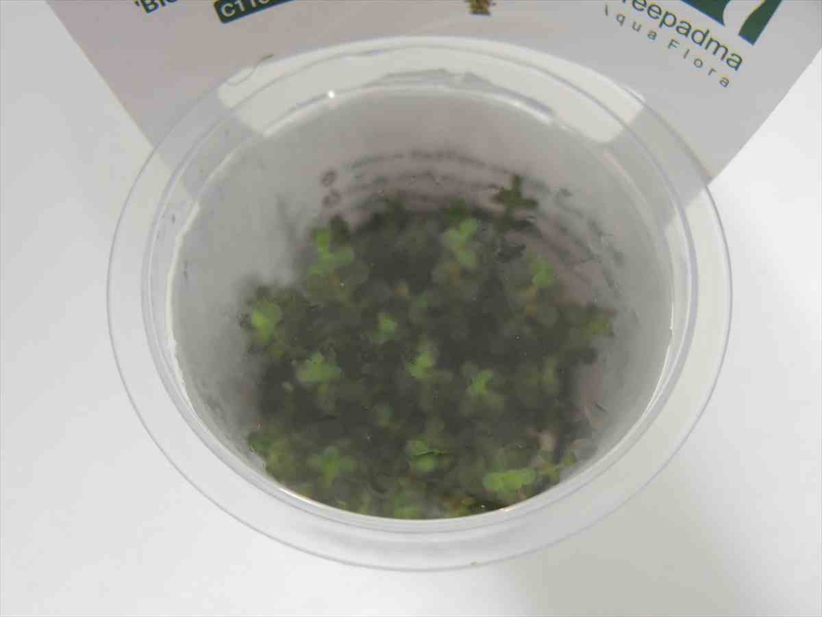 ロタラ ブラッドレッド ミニ