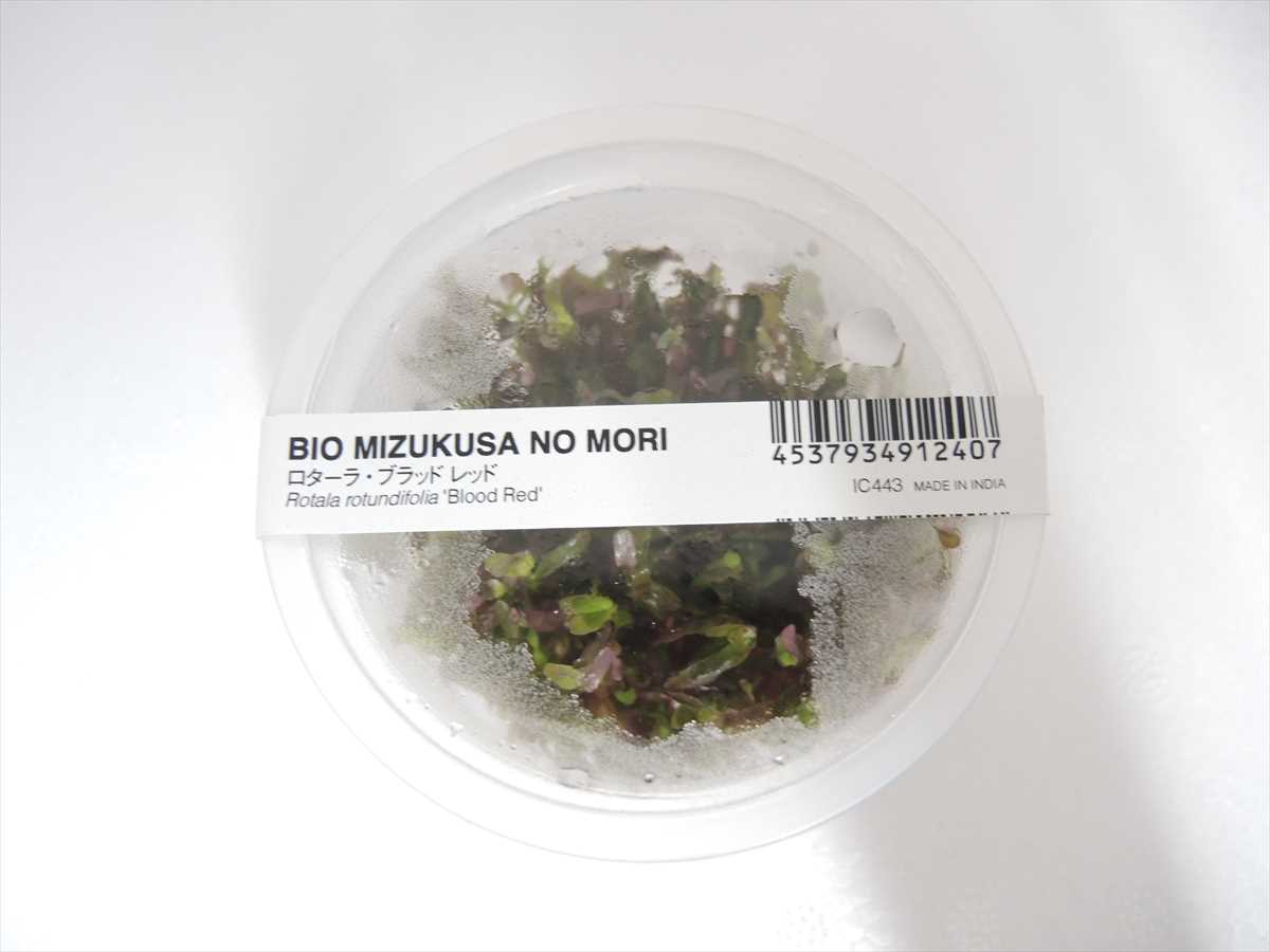 ロタラ ブラッドレッド