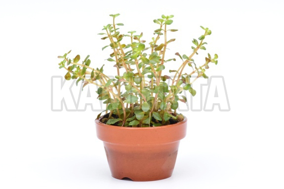 ロタラ ベトナム H'RA