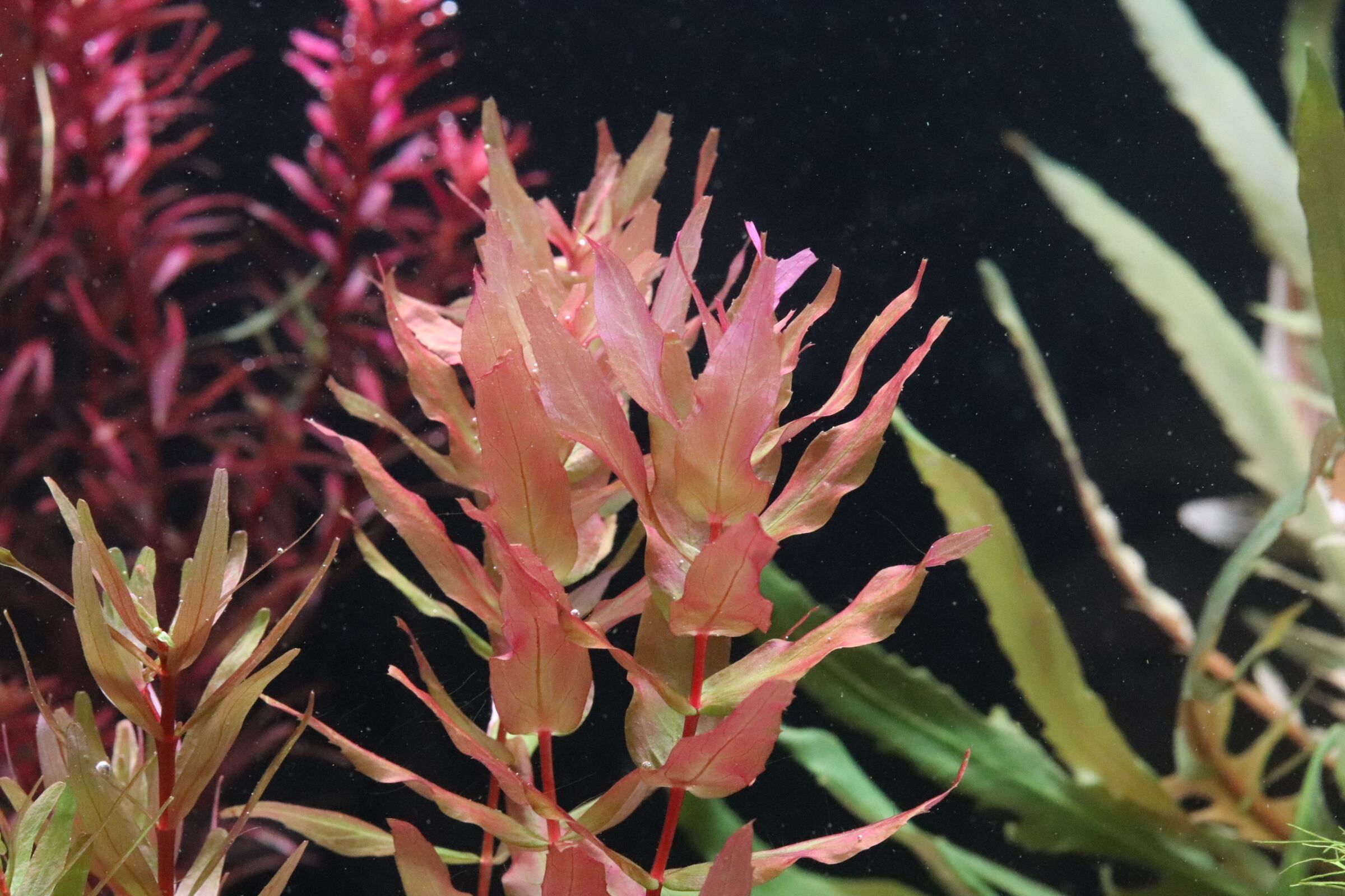 ロタラ マクランドラ イエロー