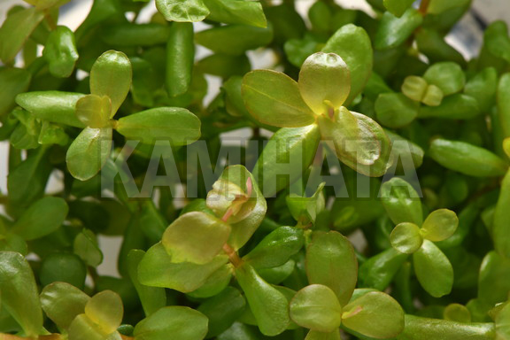 ロタラ マクランドラ コンパクタ