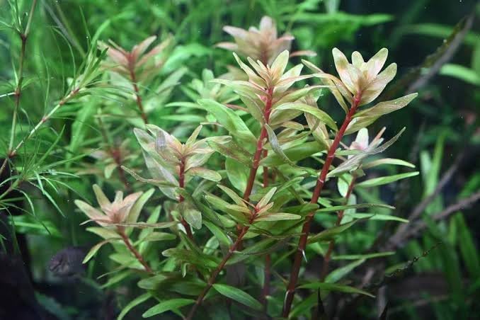 ロタラ マクランドラ スモールリーフ