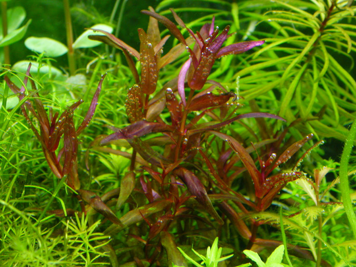 ロタラ マクランドラ ナローリーフ