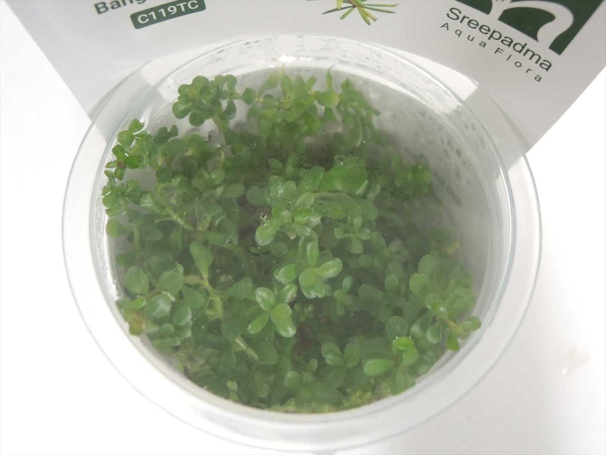 ロタラ マクランドラ バングラディシュ