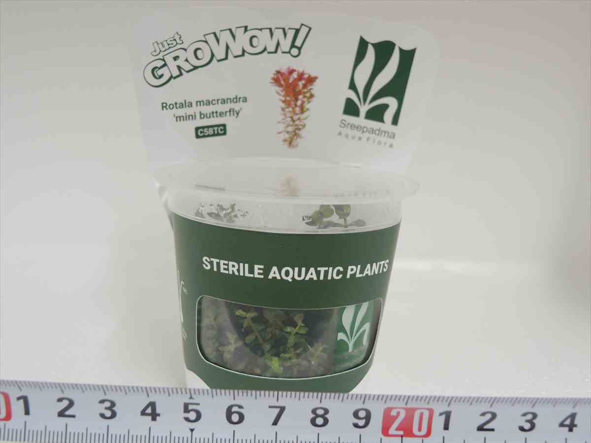 ロタラ マクランドラ パール