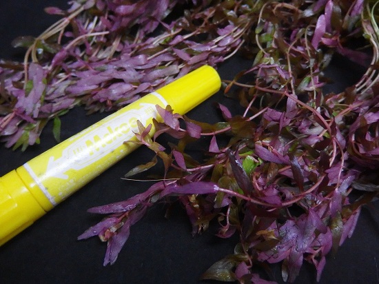 ロタラ マクランドラ ミニ バタフライ