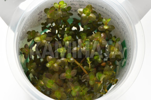 ロタラ マクランドラ ミニ レッド