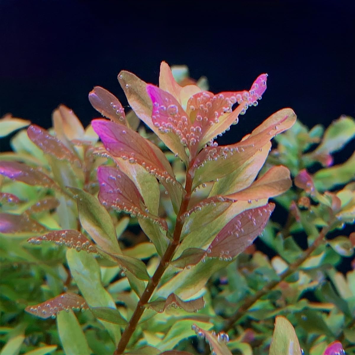 ロタラ マクランドラ