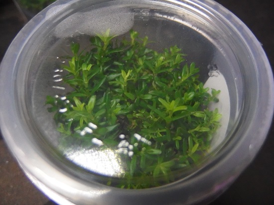 ロタラ メキシカーナ 'ゴイアス'