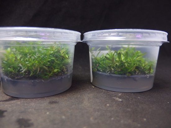 ロタラ メキシカーナ