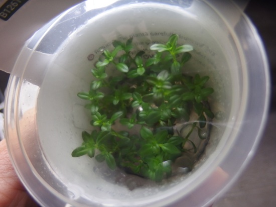 ロタラ ラモシオール フロリダ