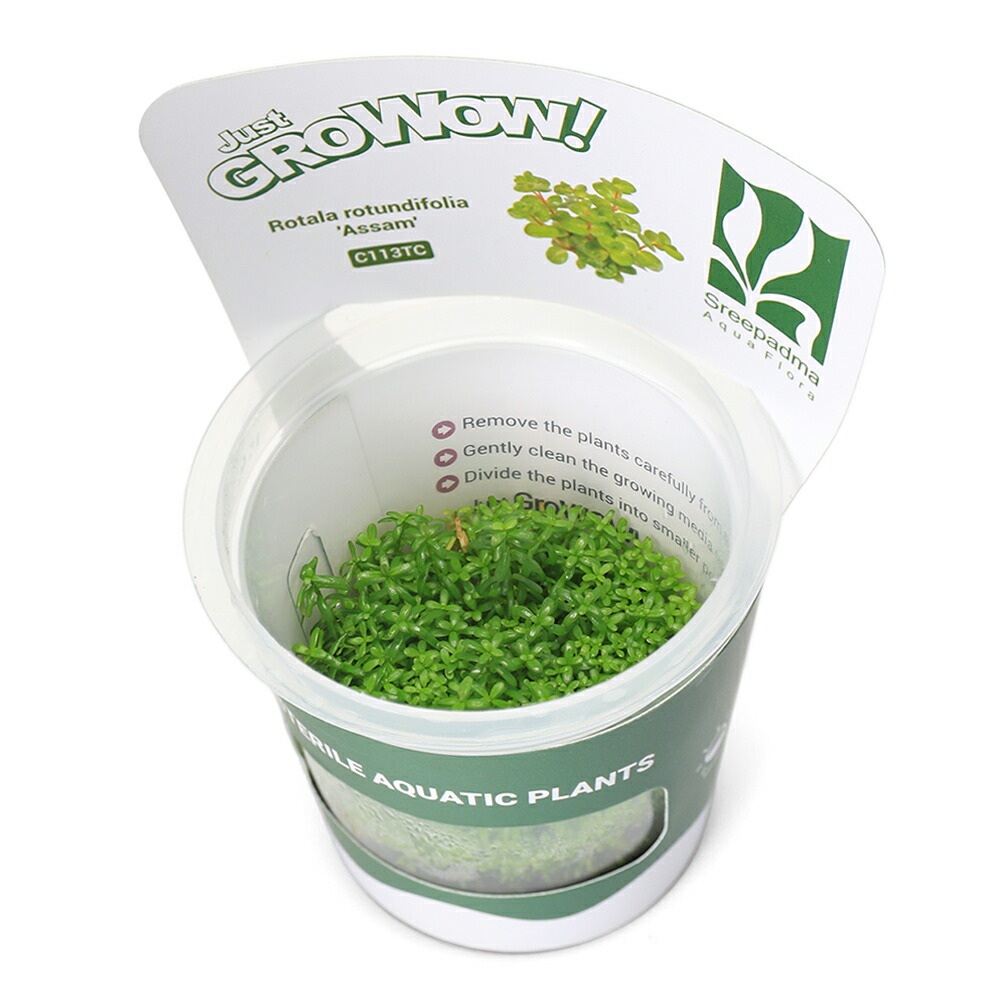 ロタラ ロトンジフォリア アッサム