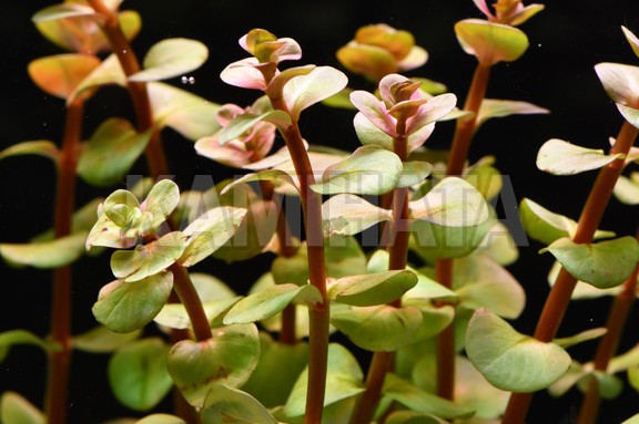 ロタラ ロトンジフォリア オレンジジュース