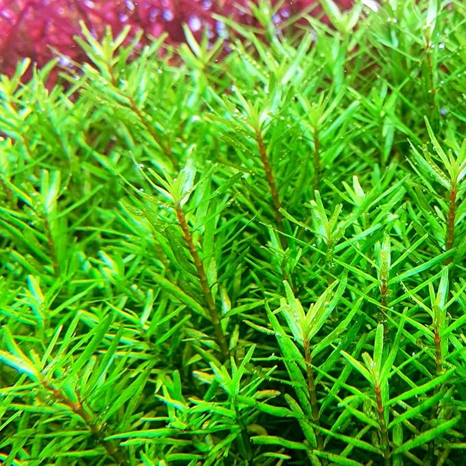 ロタラ ロトンジフォリア スパイキー