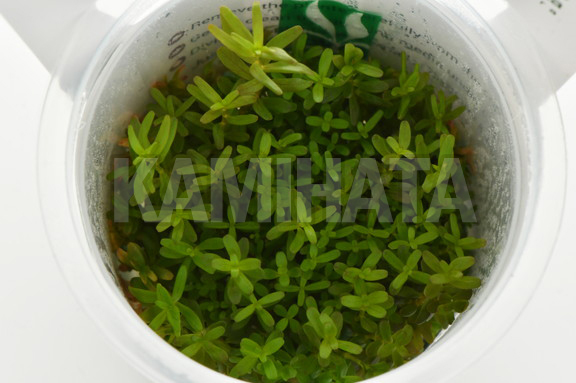 ロタラ ロトンジフォリア セイロン