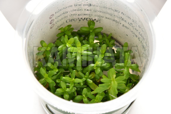 ロタラ ロトンジフォリア ビッグベアー