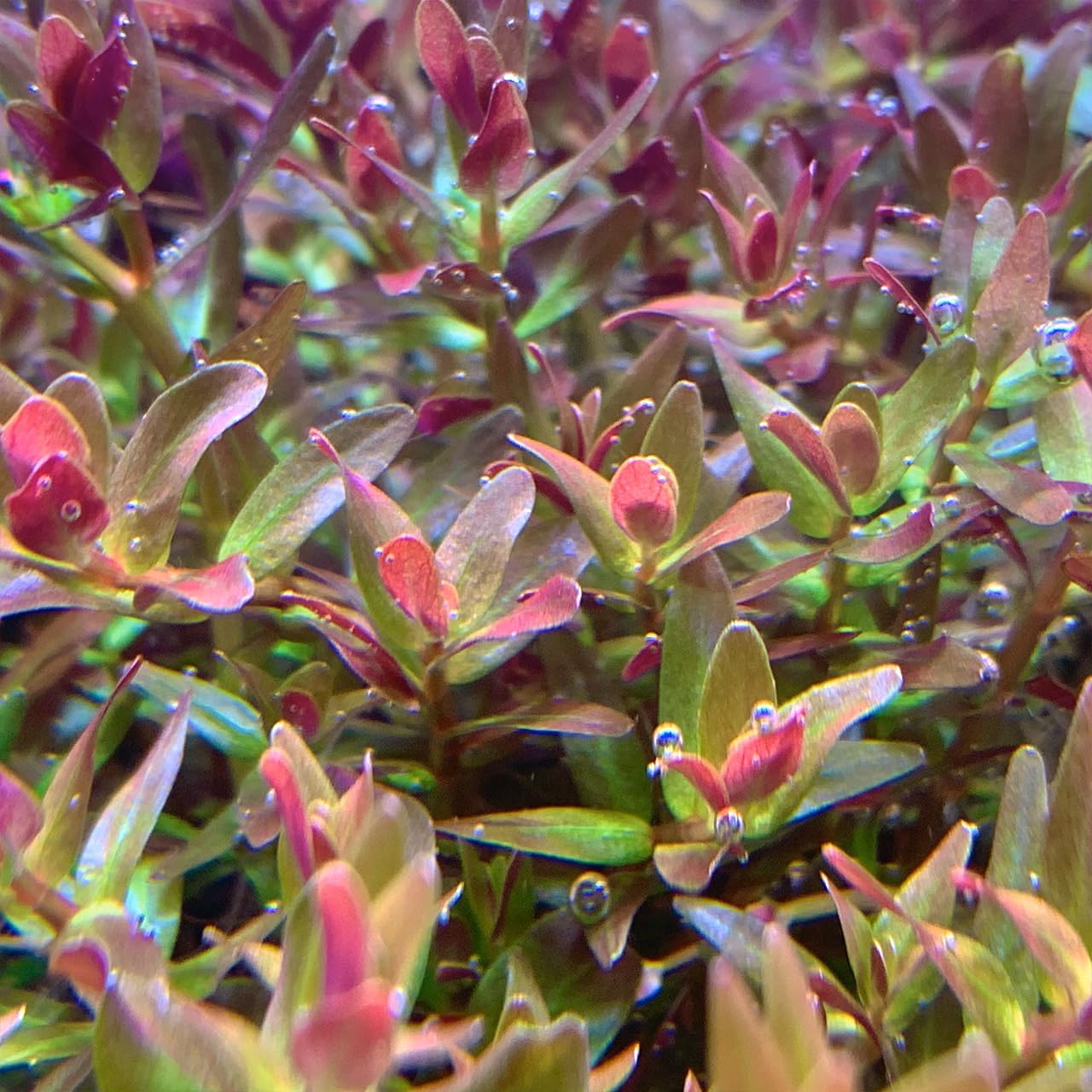 ロタラ ロトンジフォリア レッド