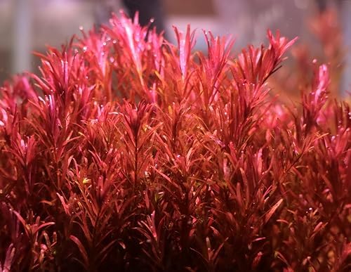 ロタラ ロトンジフォリア レディッシュ