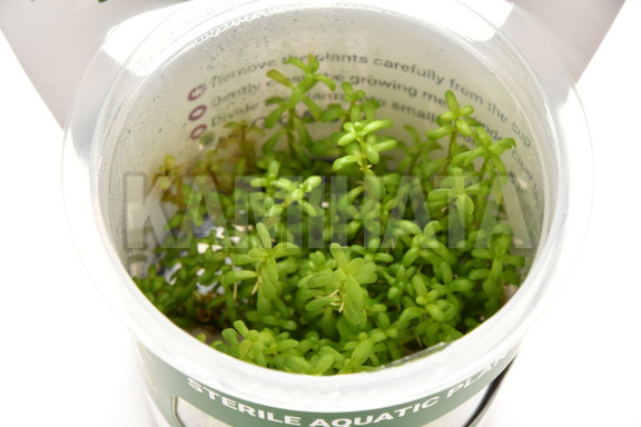 ロタラ ロトンジフォリア ワイナード