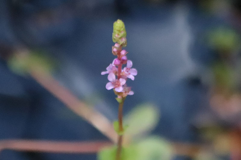 ロタラ ロトンジフォリア H'RA