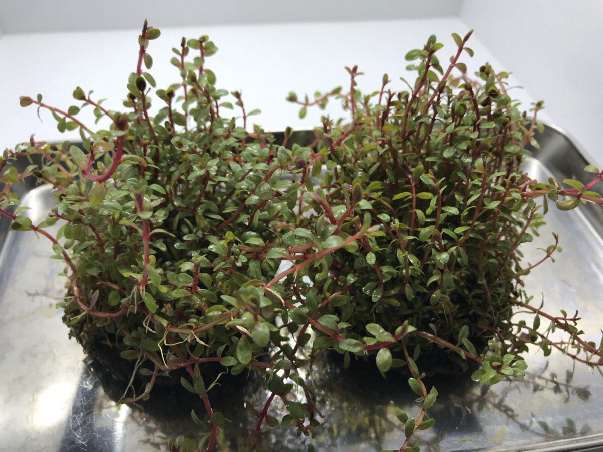 ロタラ ロトンジフォリア