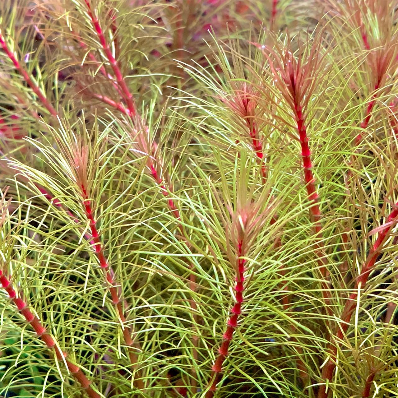 ロタラ ワリッキー ベトナム