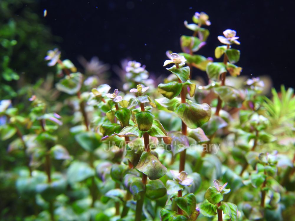 ロタラ sp. パール