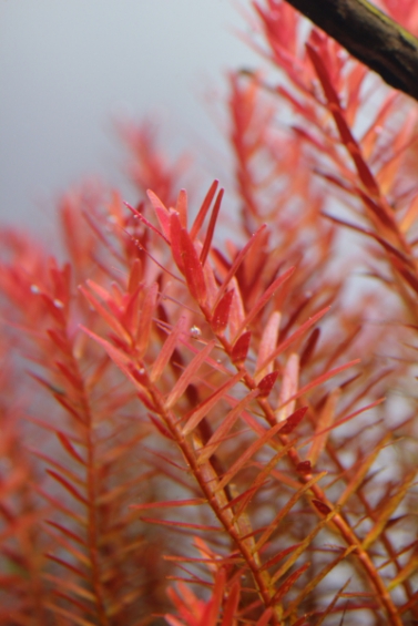 ロタラ sp. ベトナム H’RA