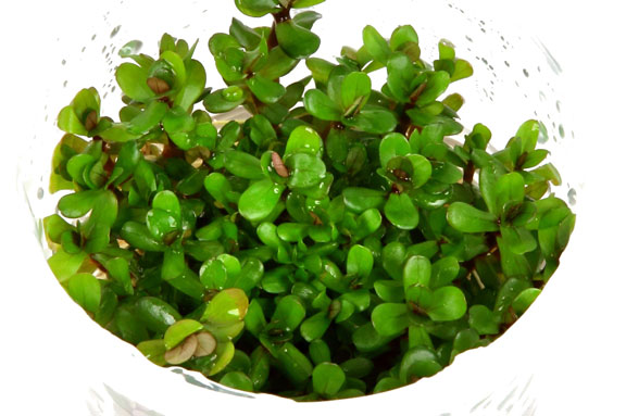 ロタラ sp. ボンサイ