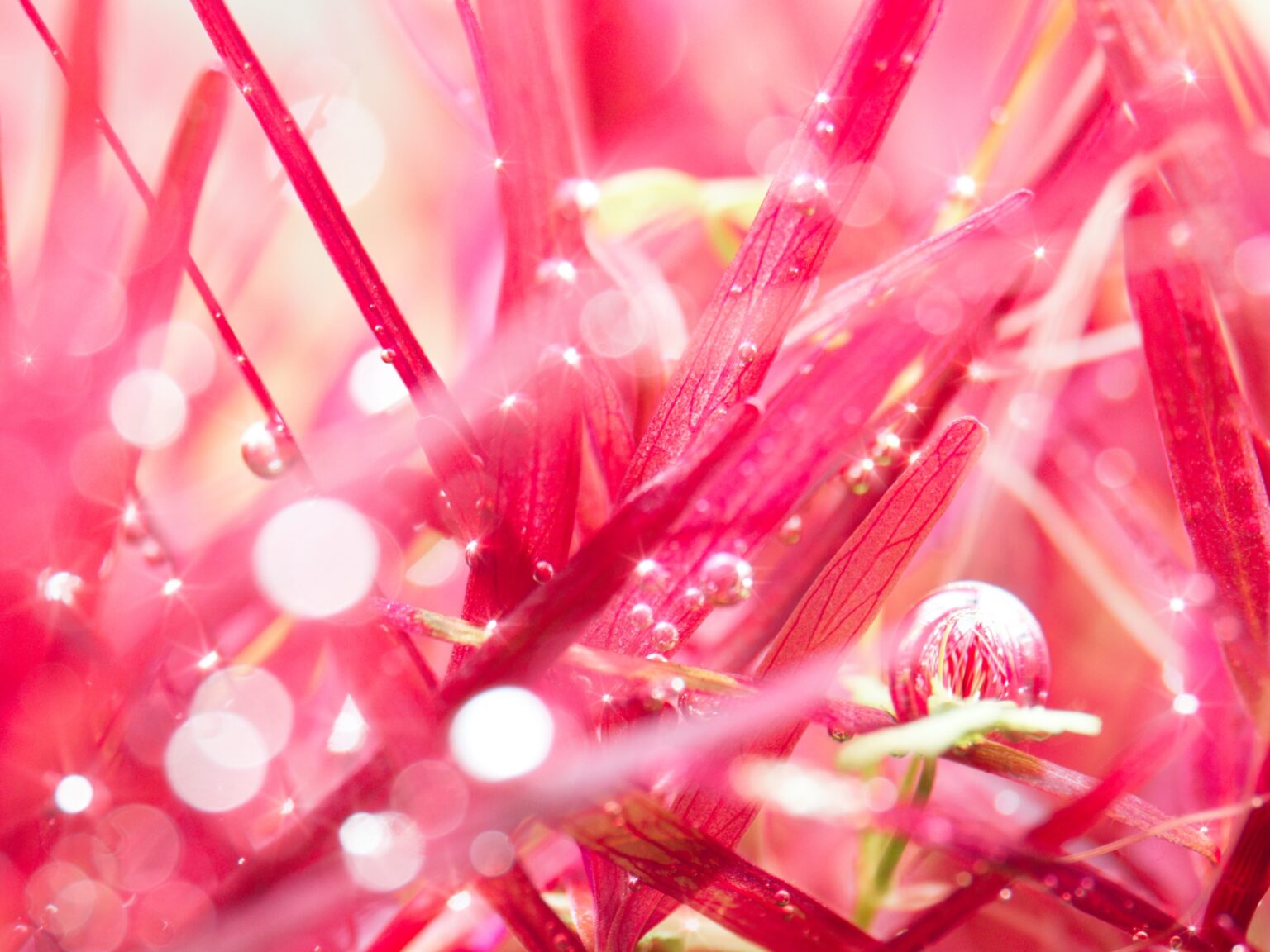 ロタラ sp. レッドクロス