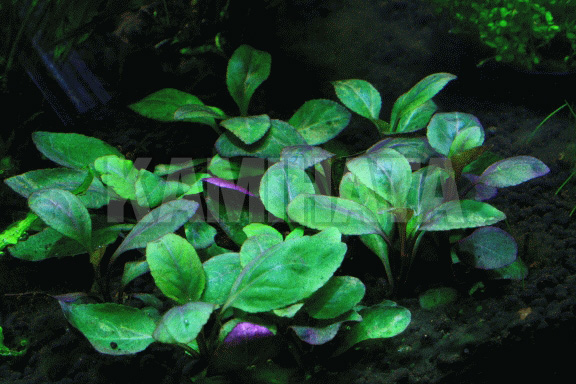 ロベリア カージナリス ギガンティア