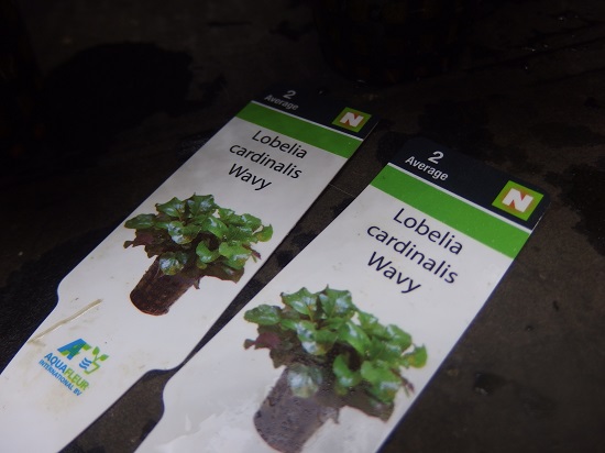 ロベリア カージナリス 'ウェービー'